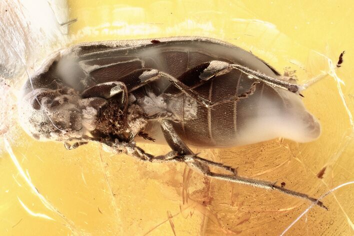 Detailed Fossil False Flower Beetle (Scraptiidae) in Baltic Amber #346600